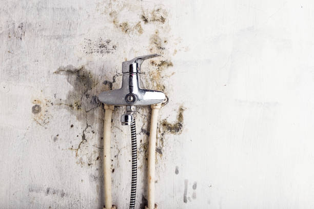 Best Mold Removal Near Me  in Bellbrook, OH