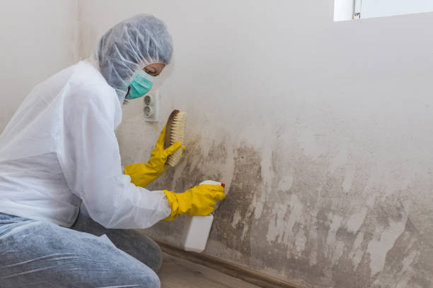 Best Certified Mold Removal  in Bellbrook, OH