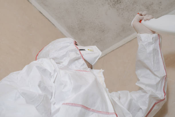 Best Same-Day Mold Removal  in Bellbrook, OH