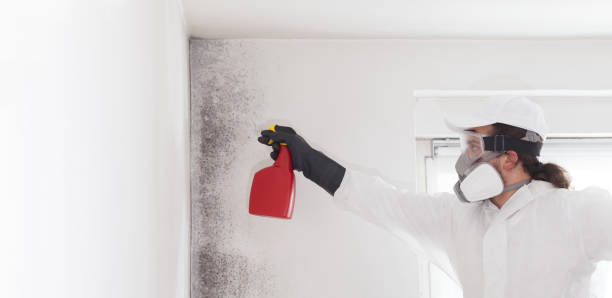 Best Crawl Space Mold Removal  in Bellbrook, OH