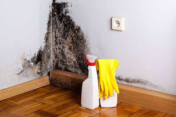 Best Mold Testing and Removal  in Bellbrook, OH