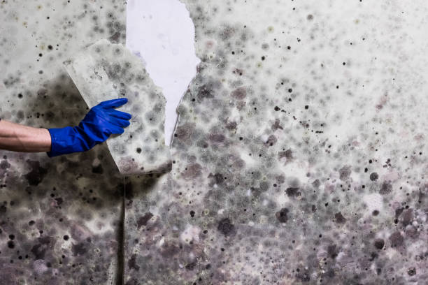Best Mold Testing  in Bellbrook, OH