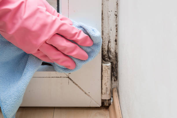 Best Mold Removal Company Near Me  in Bellbrook, OH